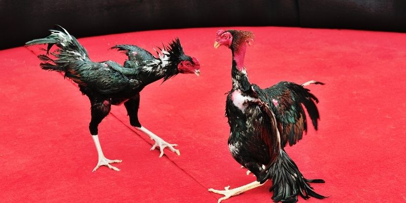 Chiến kê và huấn luyện