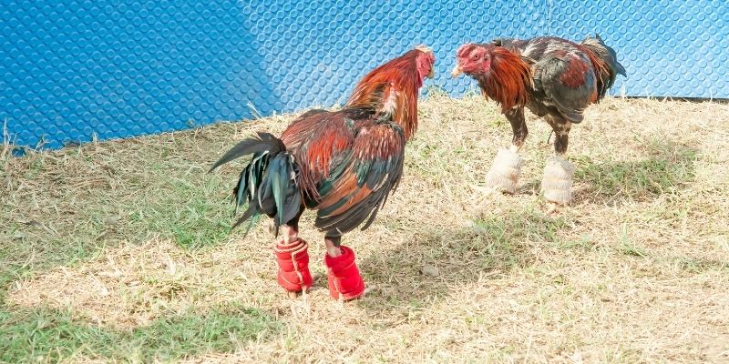 Đá Gà Miền Tây 789win