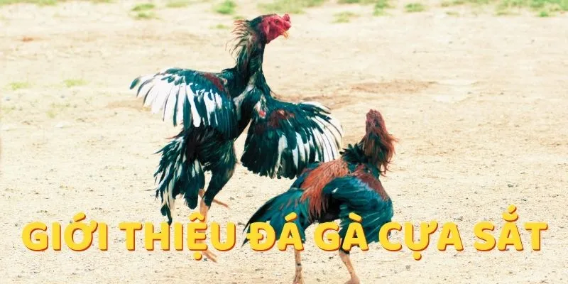 Đá Gà Cựa Sắt 789win